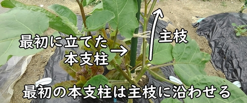 1本目の支柱はナスの主枝に沿わせる