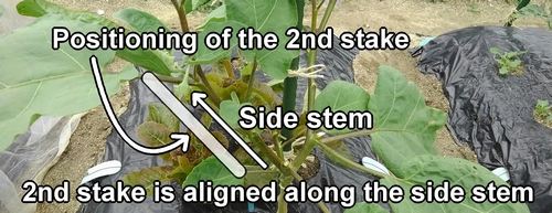 The second stake is aligned along the side stem of the eggplant