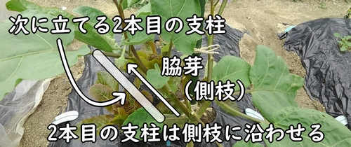 2本目の支柱はナスの側枝に沿わせる