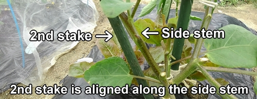 The second stake is aligned along the eggplant's side stem