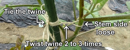 How to tie the branches of white eggplant