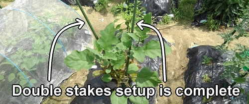 Double stakes setup for white eggplants is complete