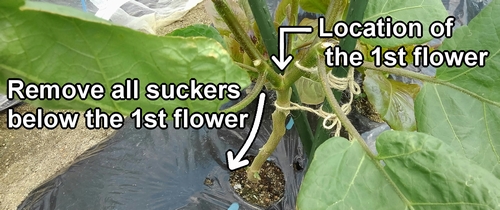 Remove all the suckers below the 1st flower