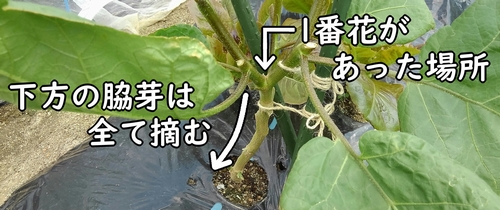 一番花より下の脇芽は摘む