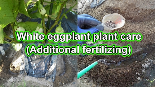 Apply additional fertilizing to the white eggplants
