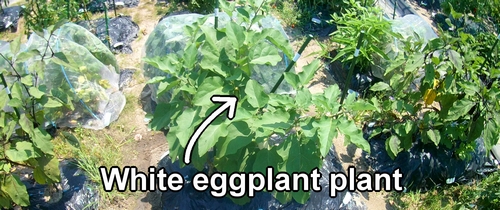 White eggplant plant