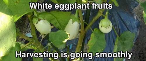 White eggplant fruits