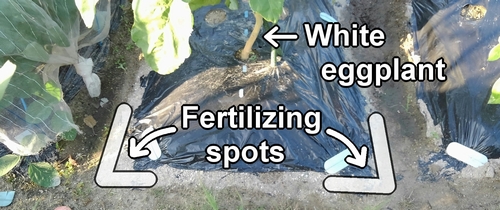 Additional fertilizing location for white eggplants