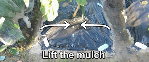 Lift the mulch of the white eggplant bed
