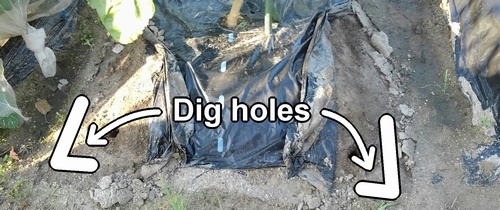 Dig holes for fertilizing