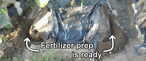 Fertilizing preparation for white eggplants is ready
