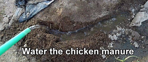 Water the fertilized chicken manure