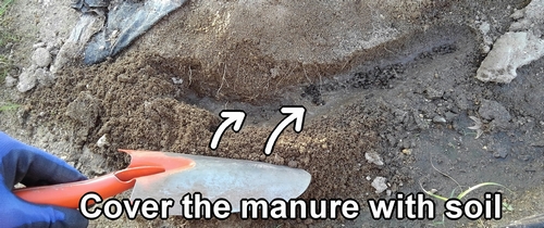 Cover the chicken manure with soil