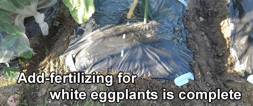 Additional fertilizing for the white eggplants is complete