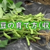 枝豆の収穫