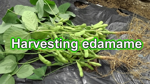 Harvesting edamame bean plants (Harvest green soybeans)