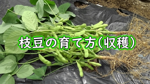 枝豆（エダマメ）の収穫