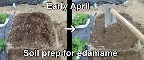 Soil preparation for edamame bean plants (green soybeans)