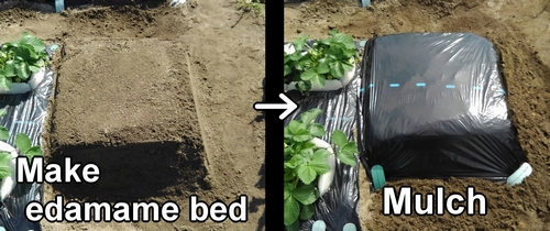 Create edamame bed and mulch
