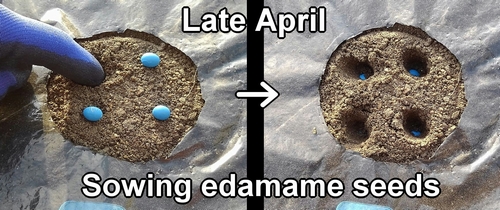 Sowing edamame seeds (Grow edamame bean plants from seed)