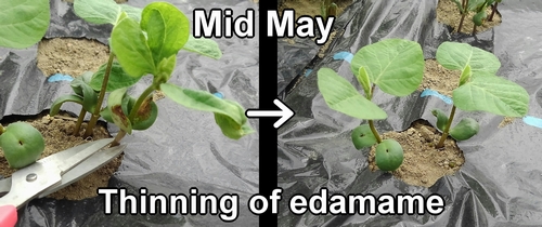 Thinning of edamame bean plants (Thinning out the green soybeans)