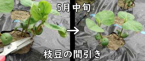 枝豆（エダマメ）の間引き