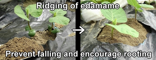 Ridging of edamame bean plants