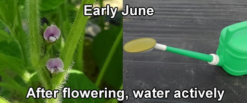 Watering edamame bean plants (Green soybeans)