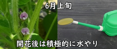 枝豆（エダマメ）に水やり