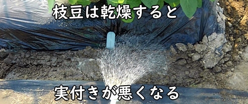 枝豆は乾燥すると実付きが悪くなる