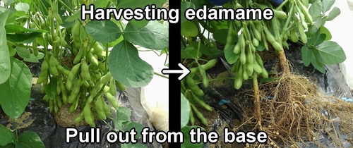 Harvesting edamame bean plants (Green soybeans)