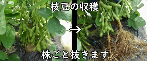 枝豆（エダマメ）を根元から抜く