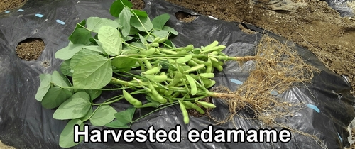 Harvested edamame