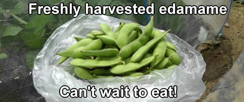 Freshly harvested edamame bean plants (Green soybeans)