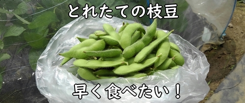 収穫したばかりの枝豆（エダマメ）