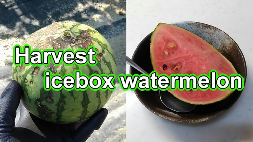 Harvesting the vertically grown icebox watermelon