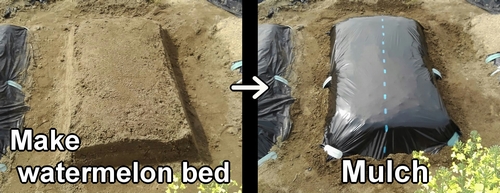 Create watermelon bed and mulch