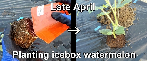 Planting icebox watermelon seedling