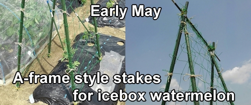 Support stakes for icebox watermelon