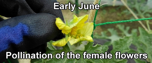 Hand pollination for icebox watermelons