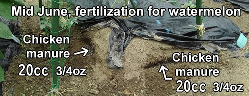 Fertilization for icebox watermelons