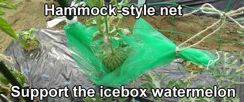 A net to support the vertical cultivation of icebox watermelon