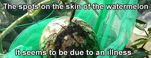 The spots on the skin of the icebox watermelon