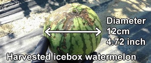 The harvested icebox watermelon
