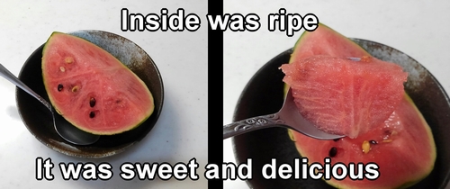 I tried eating the harvested icebox watermelon