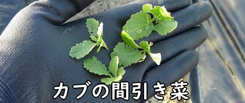 カブの間引き菜