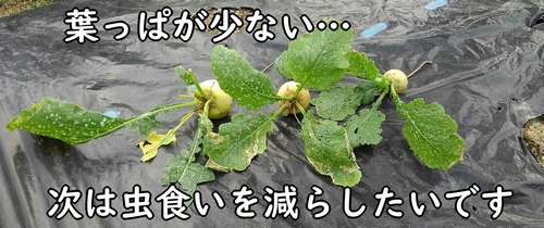 今回のカブは虫食いが多かったです