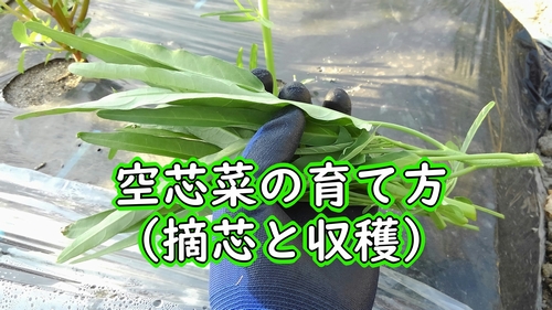 空芯菜（エンサイ）の摘心と収穫