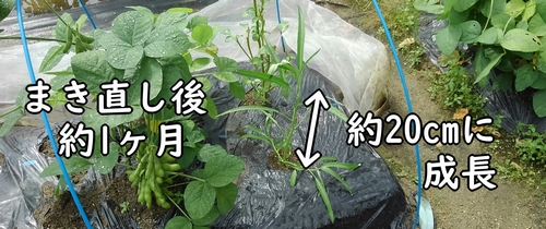 約20cmに成長した空芯菜