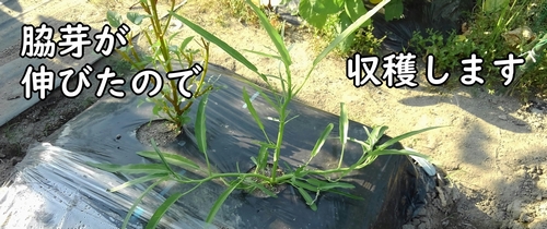 摘芯から約1週間後の空芯菜